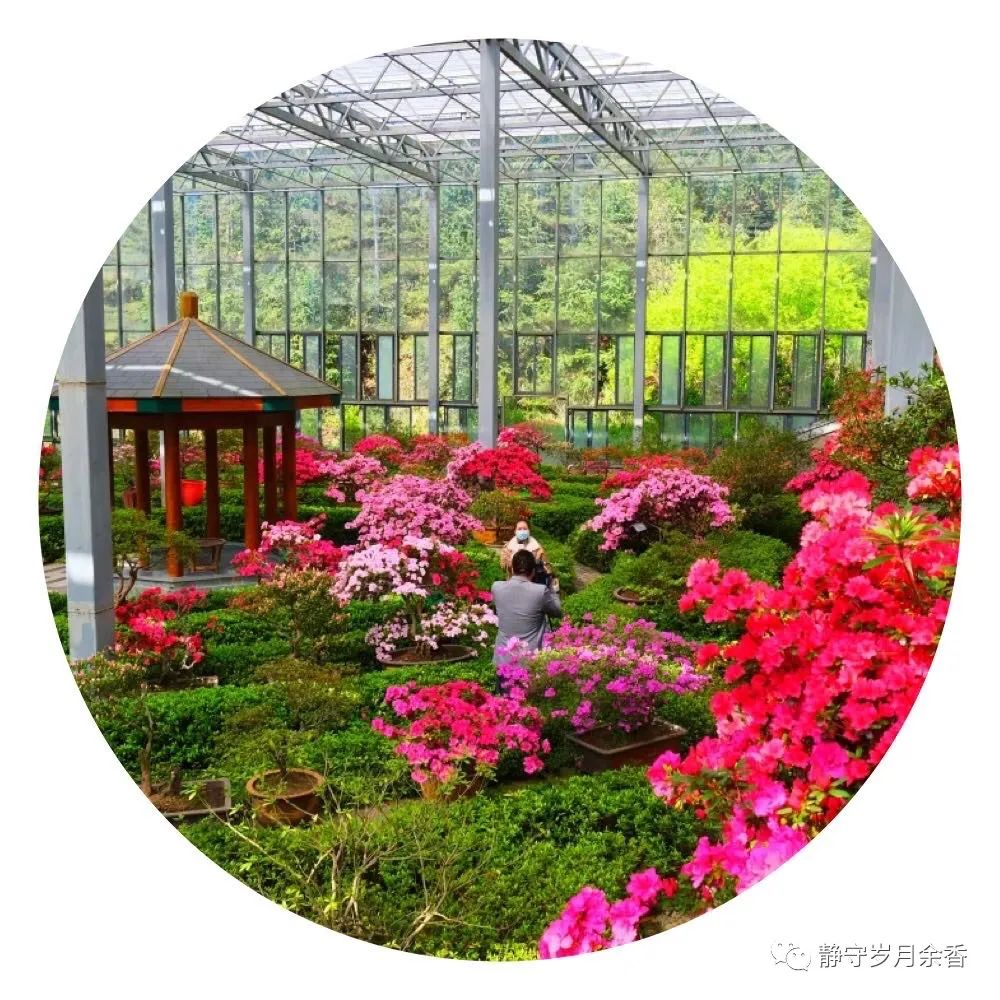 情满龟峰·诗涌花海