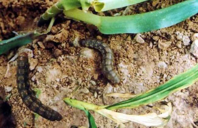 敌百虫在土壤表面能防治地老虎吗,4.5%高效氯氰菊酯防治地老虎