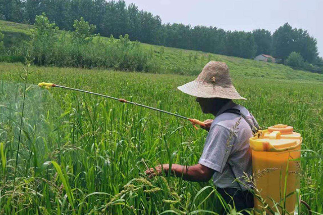 刚打农药就下雨了,打农药一般多久下雨不受影响