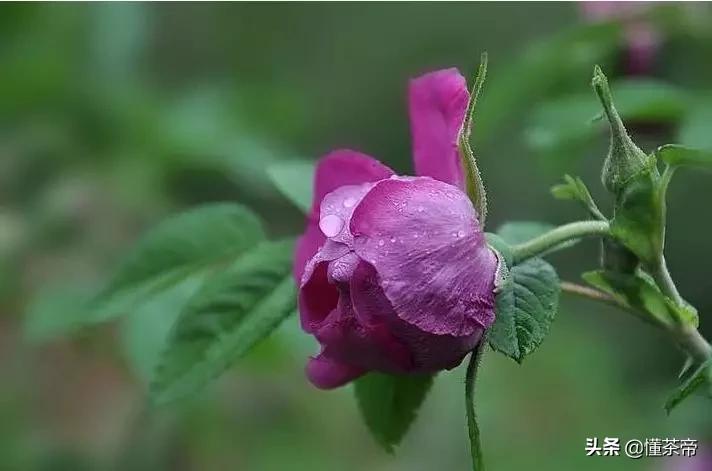 怎么分辨玫瑰花干有没有熏硫磺,玫瑰花干硫磺熏过与没熏的区别
