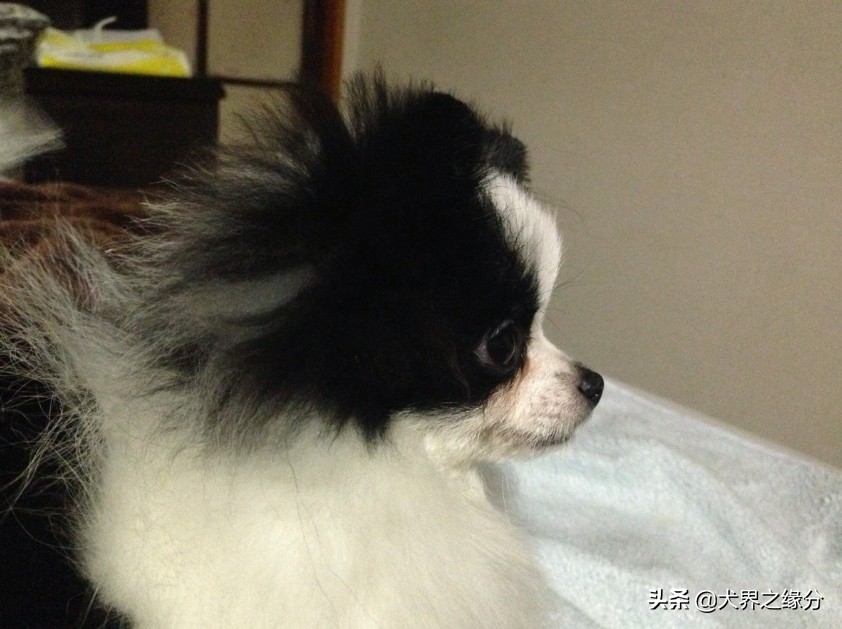 边牧与田园犬的后代,如何和边牧犬建立感情