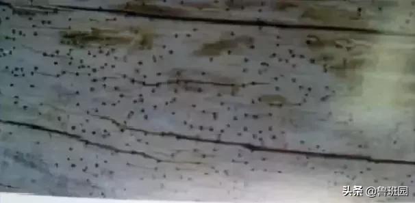 木材受潮腐烂修复,防止木材开裂的最好方法