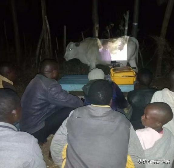 每日一笑，请问发骚门诊怎么走？大自然也好这口？纯白至臻小猫咪