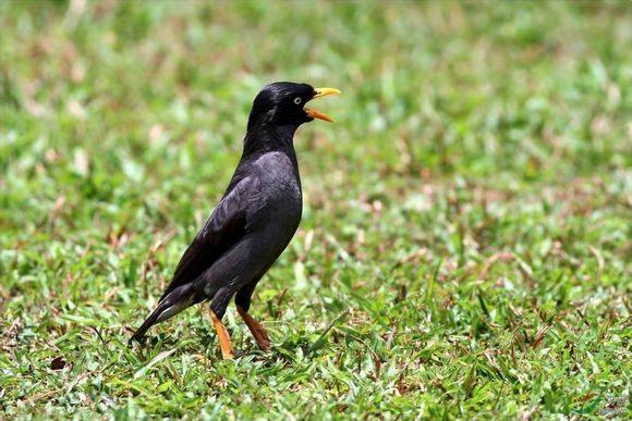 新手养八哥最佳时间,养八哥注意事项和禁忌