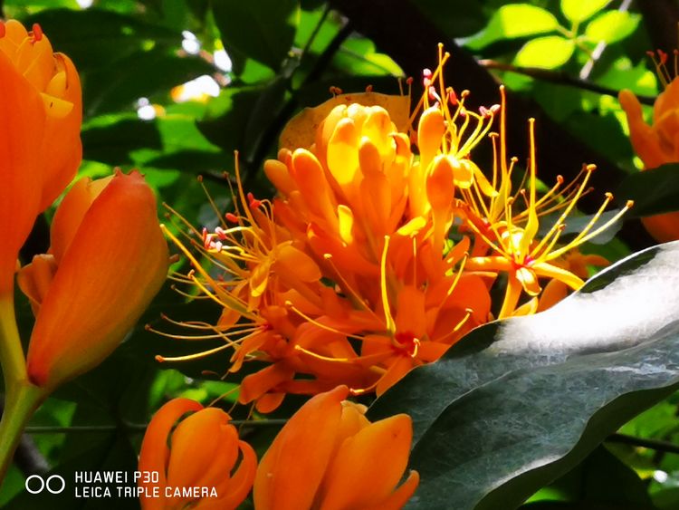 中国无忧花图片,中国无忧花树