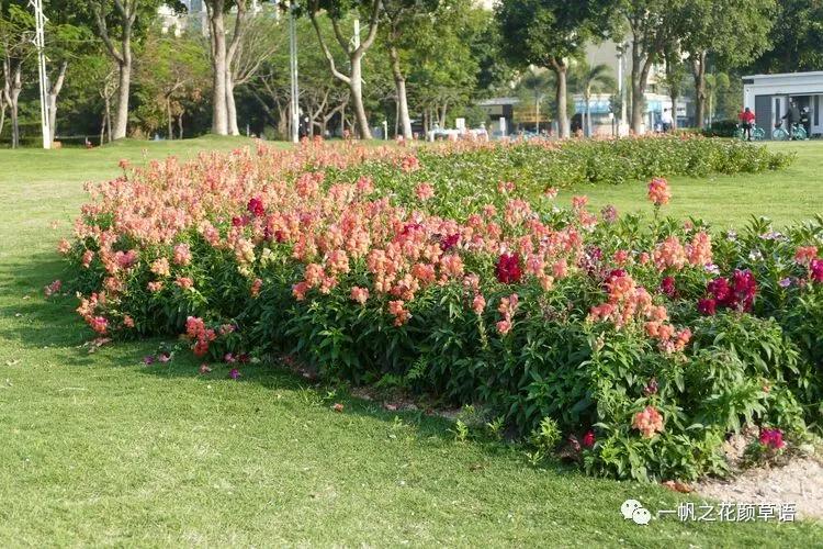 金鱼草的简介,金鱼草的地径