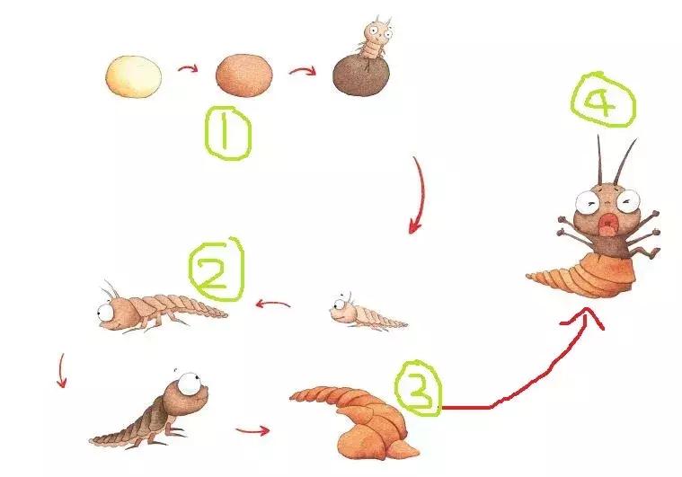 你原来是这样的萤火虫,估计老师们也很少知道!