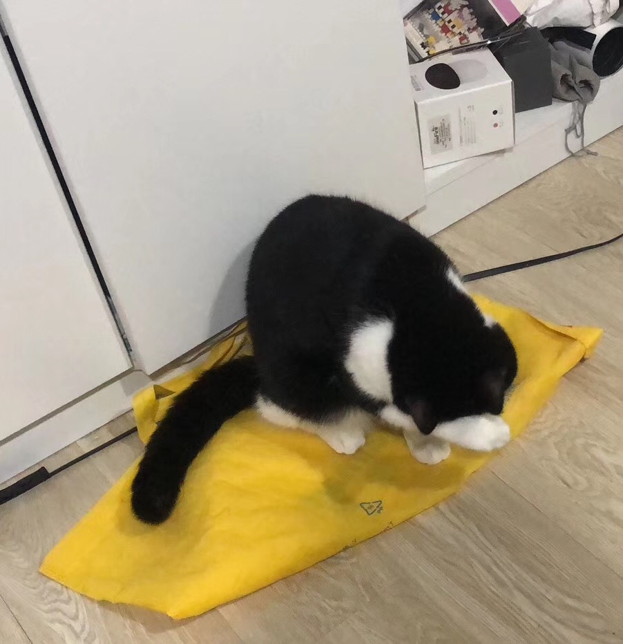 今日猫片｜挂一只贱猫