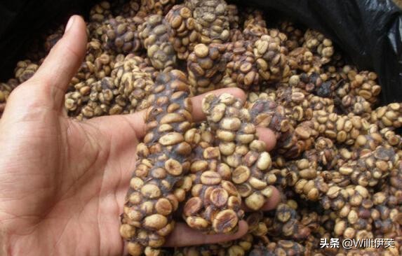 人类最早的避孕措施,古老避孕药有哪些