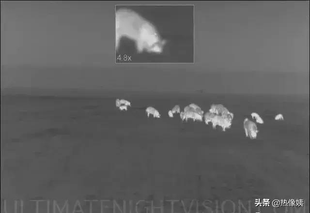 打猎高手被打脸:误把家猪当成野猪打!夏季热像仪狩猎指南