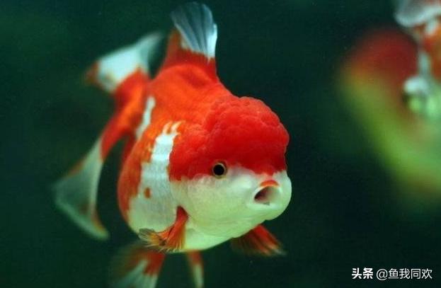 红虎头金鱼饲养方法,鹤顶红金鱼饲养方法