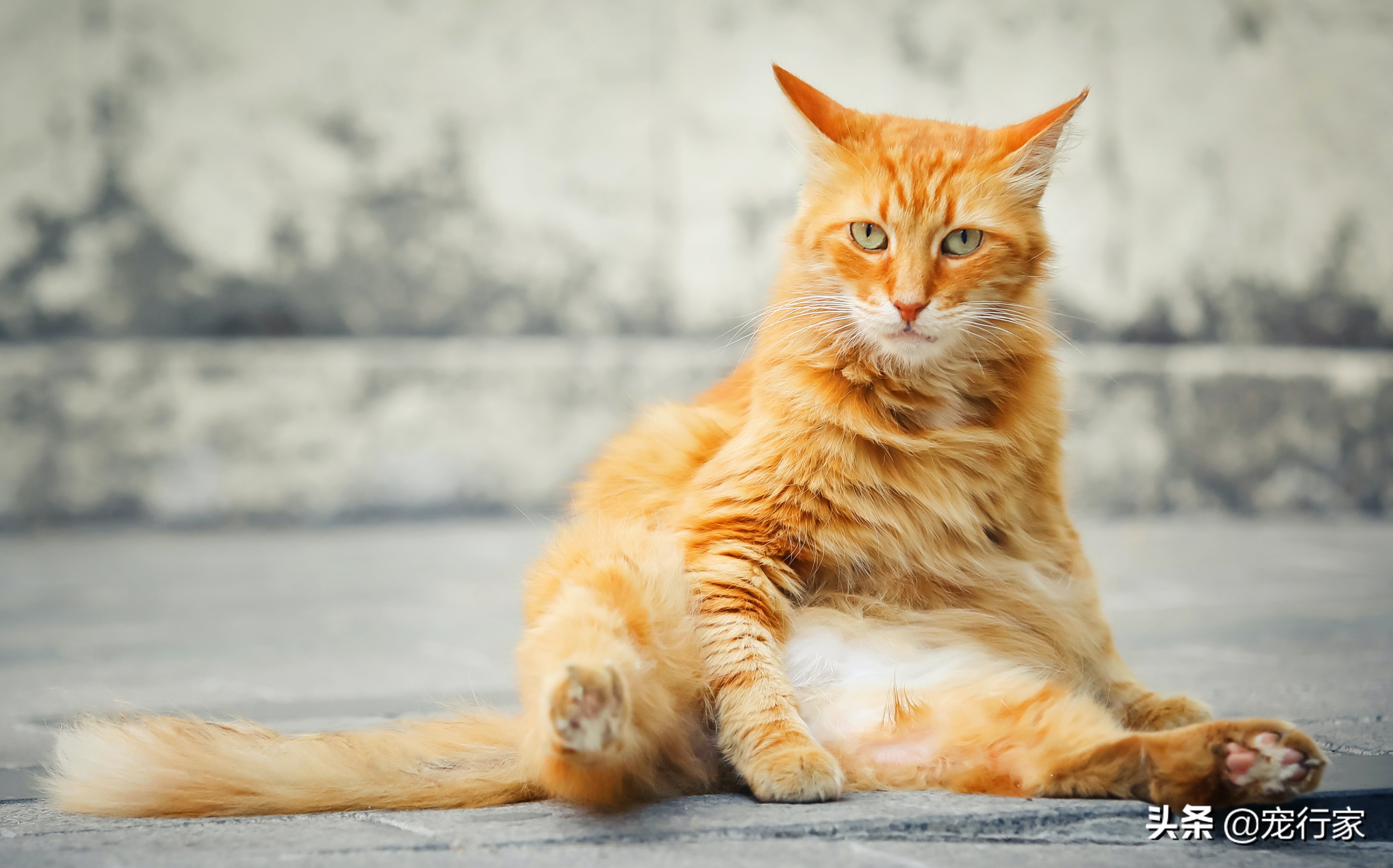 猫咪粑粑超级臭,猫咪粑粑臭有什么办法可以解决