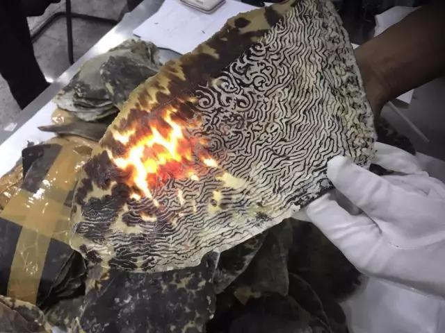 玳瑁被处死,玳瑁为什么被砍头