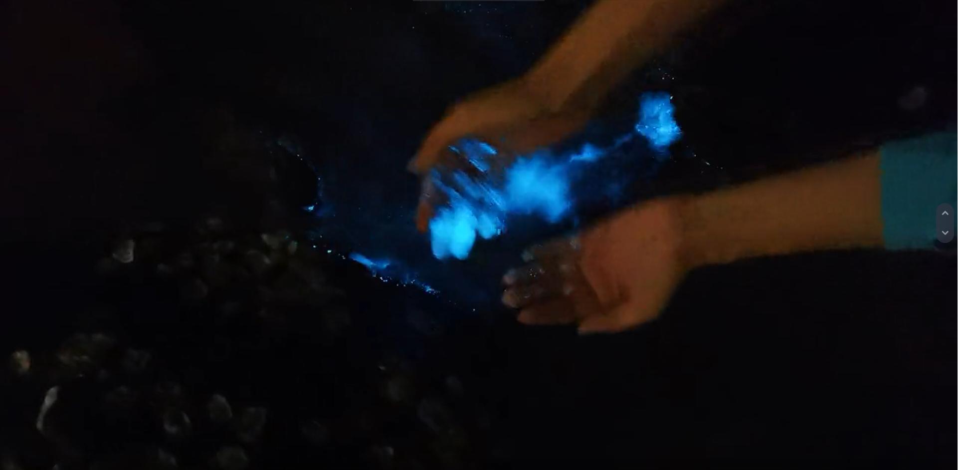 大连海域鱼类莫名大批死亡,大连海域出现鱼类死亡