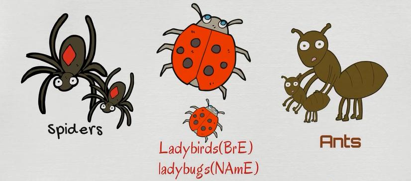 常见动物英语词汇大全,英语常见词汇大全表