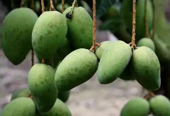 芒果常见的生理病害及防治措施,芒果病害严重的原因有哪些