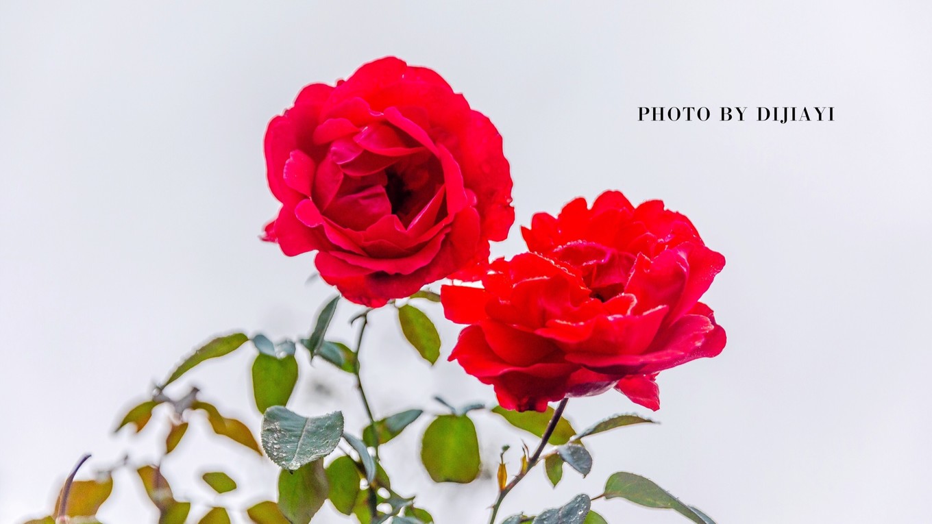 金坛花谷奇缘有什么地方值得打卡,金坛花谷奇缘赏花攻略