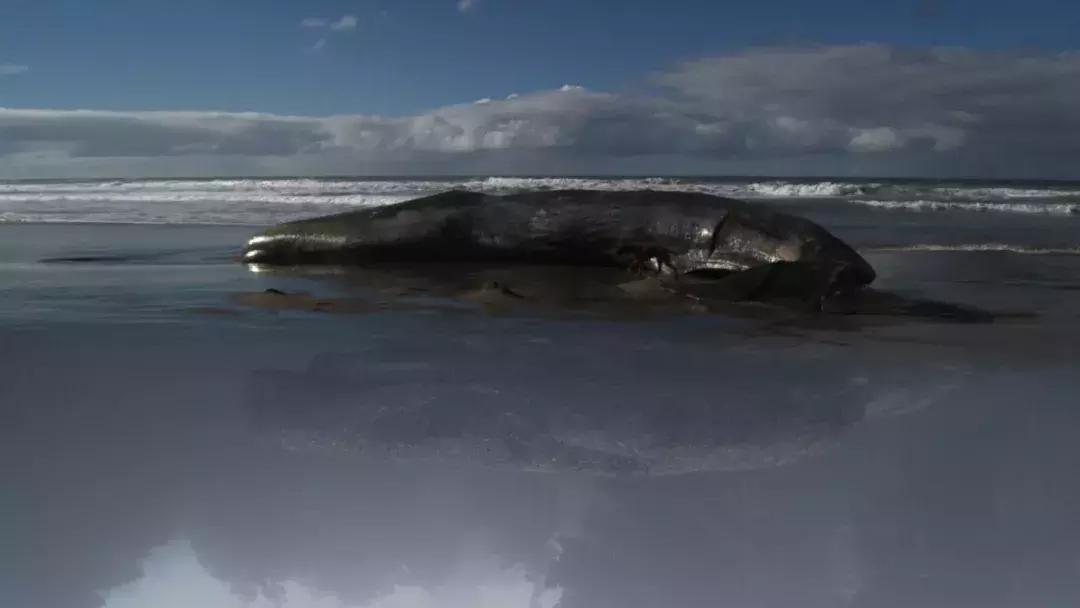 地球的另一端长什么样,地球另一端的意思