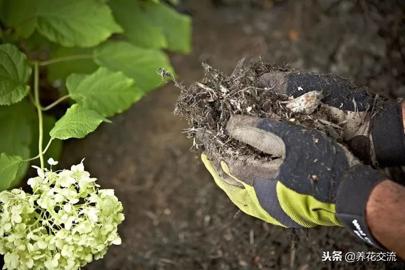 自制有机肥料的方法,在家制作有机肥料的方法