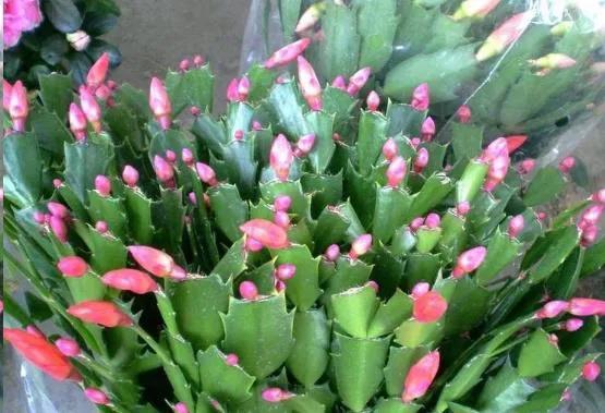 养了3年的蟹爪兰,养了两年的蟹爪兰