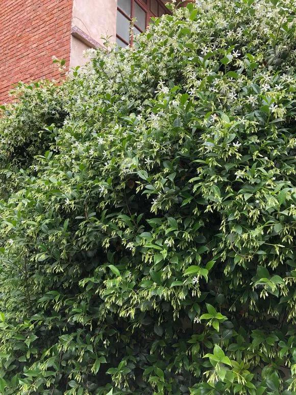 3种极品爬墙花30天爬满庭院,多季开花的爬墙花卉哪些最好养