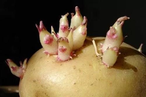 马铃薯种植方案,马铃薯种植方案大全