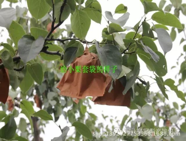 鸭梨与皇冠梨雪花梨哪个好,鸭梨雪花梨皇冠梨的区别