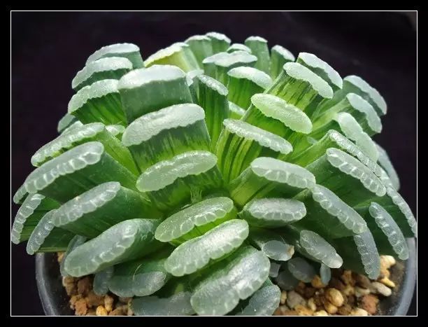 水晶的多肉植物有哪些品种,像水晶的多肉植物图片