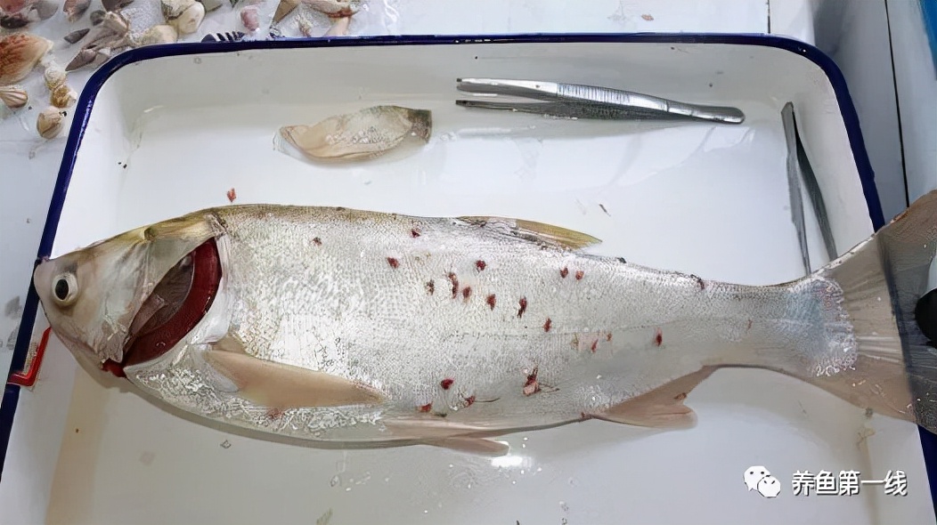 鱼身上有红斑用什么药治理,鱼身上有红斑怎么解决