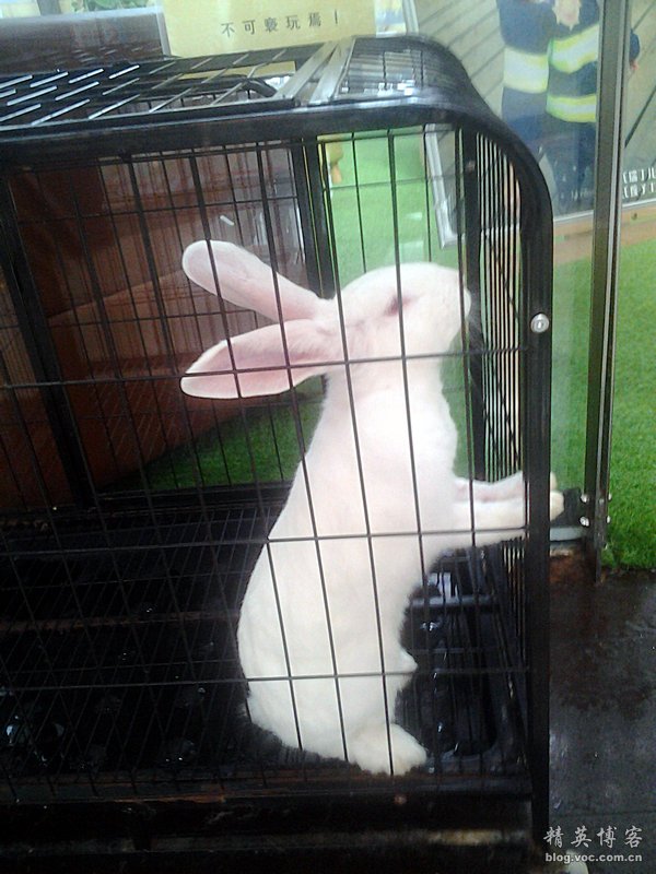 鏍床缇庣殑鏃朵唬骞垮満,鏍床缇庣殑鏃朵唬骞垮満鍋滆溅鏀惰垂