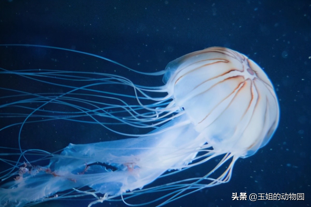 眼镜王蛇毒死大象,眼镜王蛇能毒死成年人吗