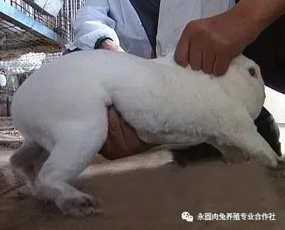 母兔怀孕20多天胎在哪个位置,如何判断母兔是不是怀孕了