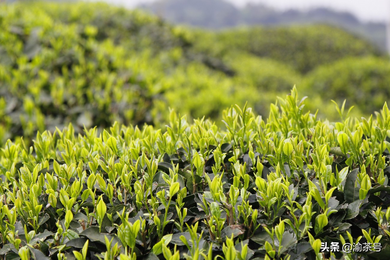 共谋茶产业的发展,茶产业发展简报