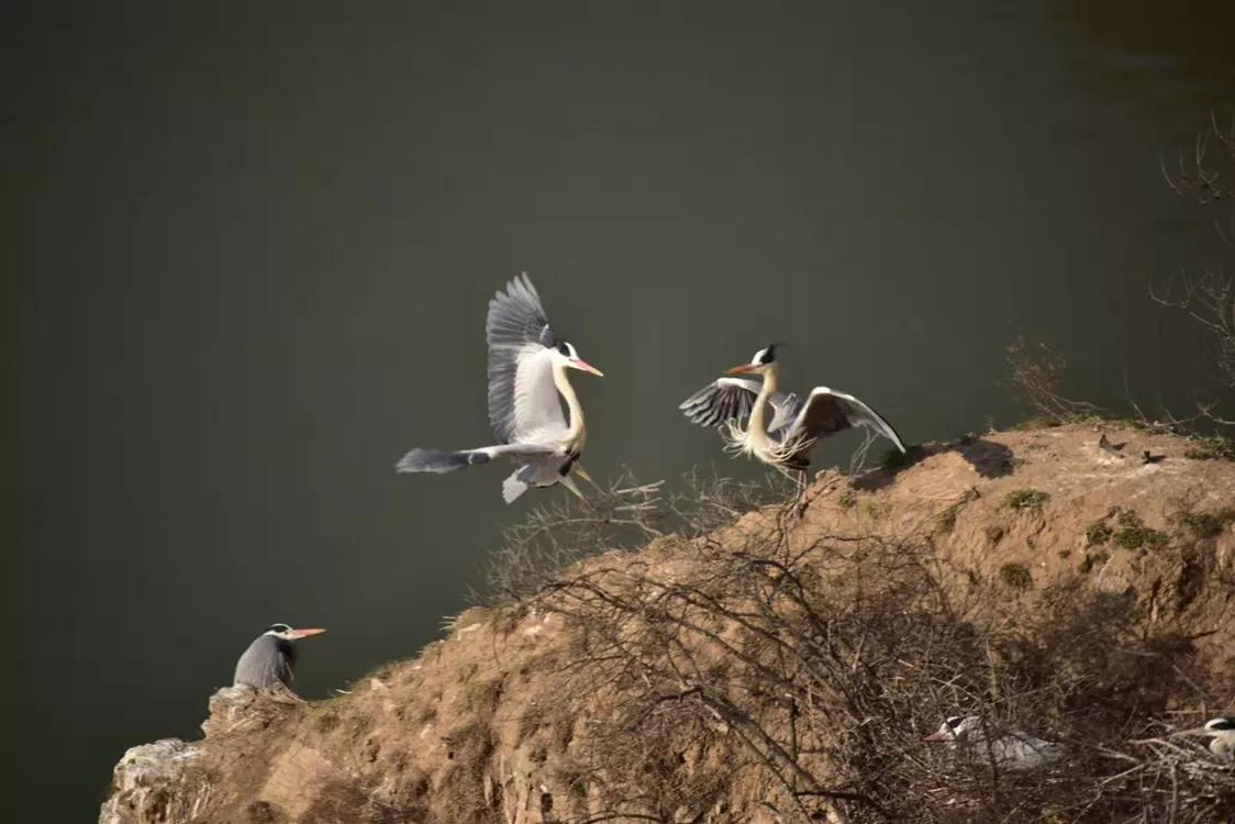 春暖桃花开的视频,春暖桃花开长视频