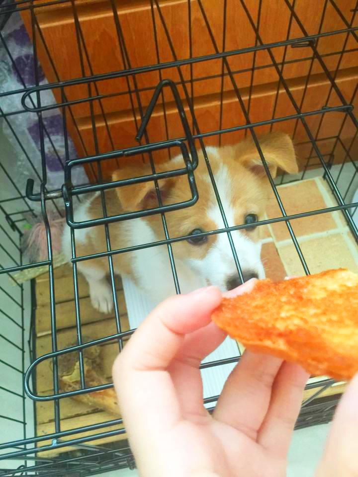 养一只很乖的狗是什么体验,养一只聪明的狗是什么体验