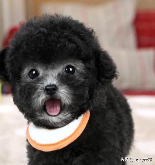 如何选购正宗泰迪犬,怎么买泰迪犬