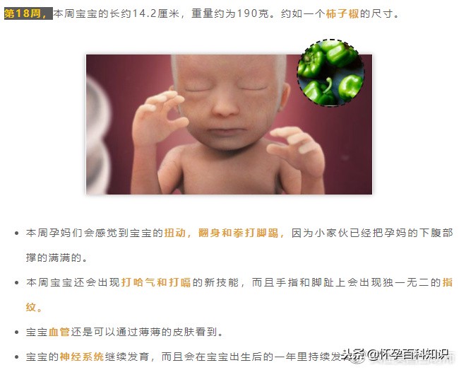 怀孕各个时期胎儿发育过程,怀孕的过程要几天