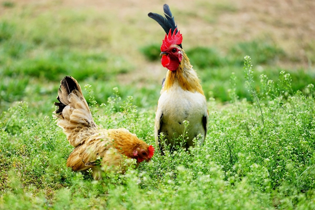 非典型性新城疫,私藏用药总汇。(必读)