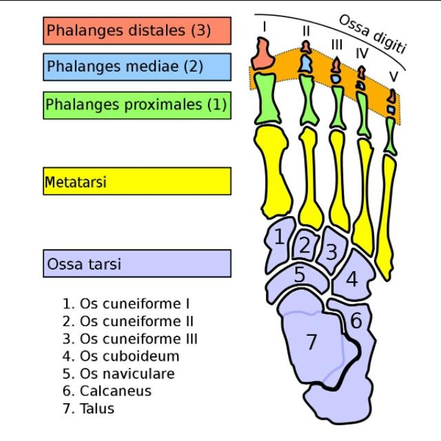 拇外翻大脚趾疼如何在家就能治,大脚拇指痛要警惕