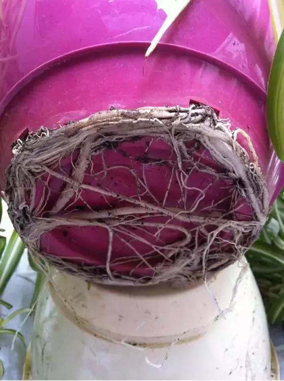 绿萝吊兰爱“吃土”，2年盆土“吃光光”，说啥也要换土！