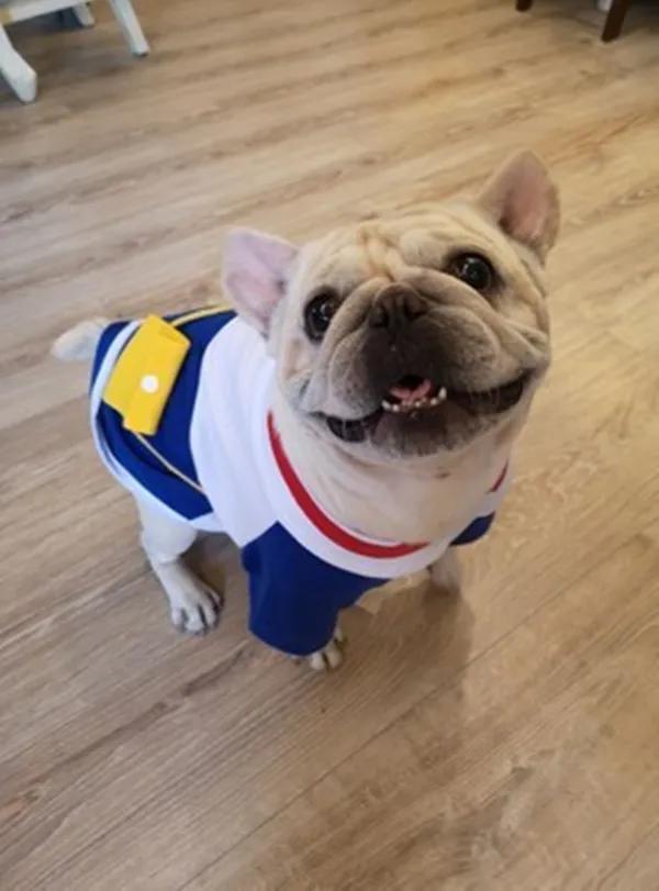 斗牛犬被疯狂虐待,曾经被遗弃的斗牛犬