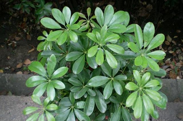 鸭掌木叶子发黄的补救方法,鸭掌木叶子发黄脱落要换盆吗