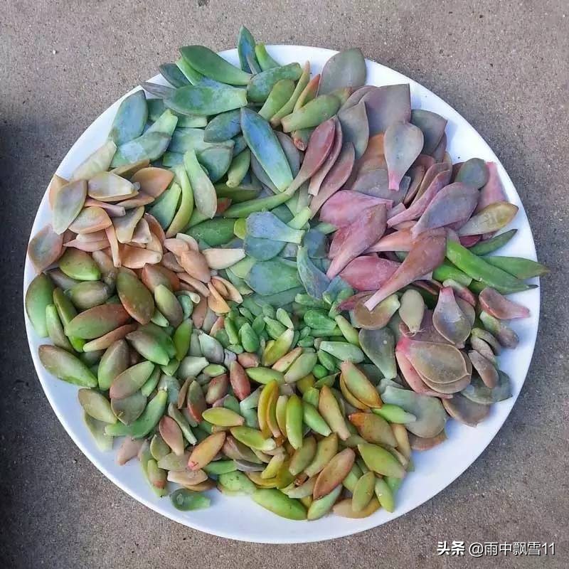 春萌多肉的正确养殖方法,春天叶插多肉