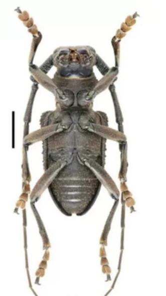 最新物种天牛,中国发现天牛物种