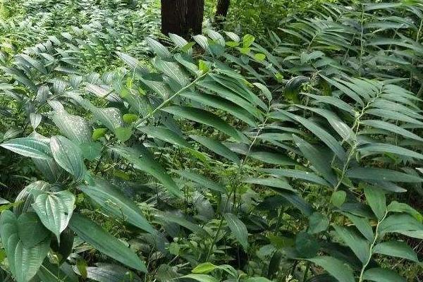 黄精种植技术亩产利润怎样,黄精种植技术亩产利润多少