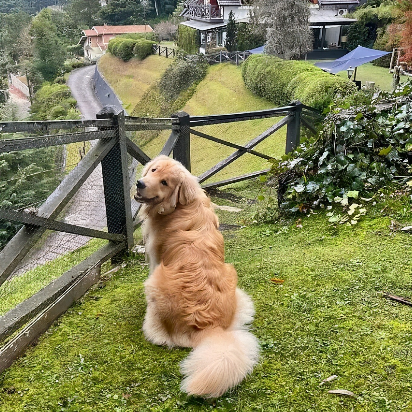 狗狗不好好吃饭怎么办？原因分析+成功秘诀！这么做让它乖乖吃饭