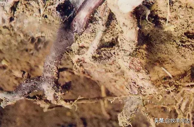 猕猴桃软枣黑斑病害治疗方法,病虫害图谱大全及答案