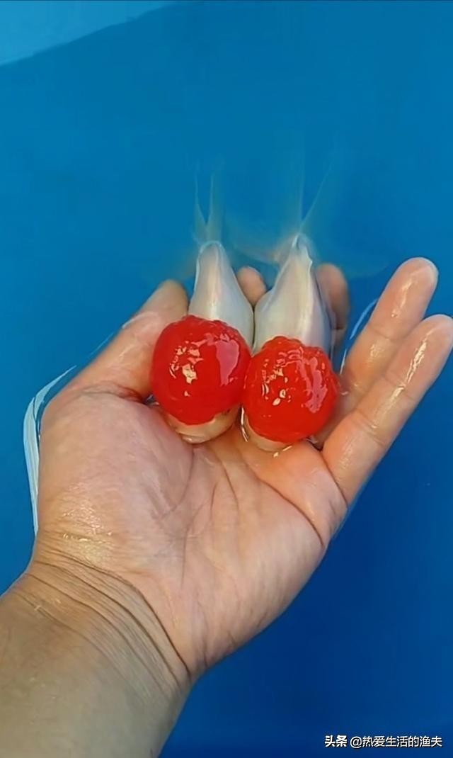 金鱼苗怎么养,养金鱼和锦鲤