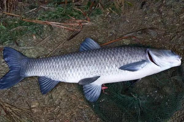 野钓鱼技巧及调漂方法,滑漂钓法只适合钓大鱼吗