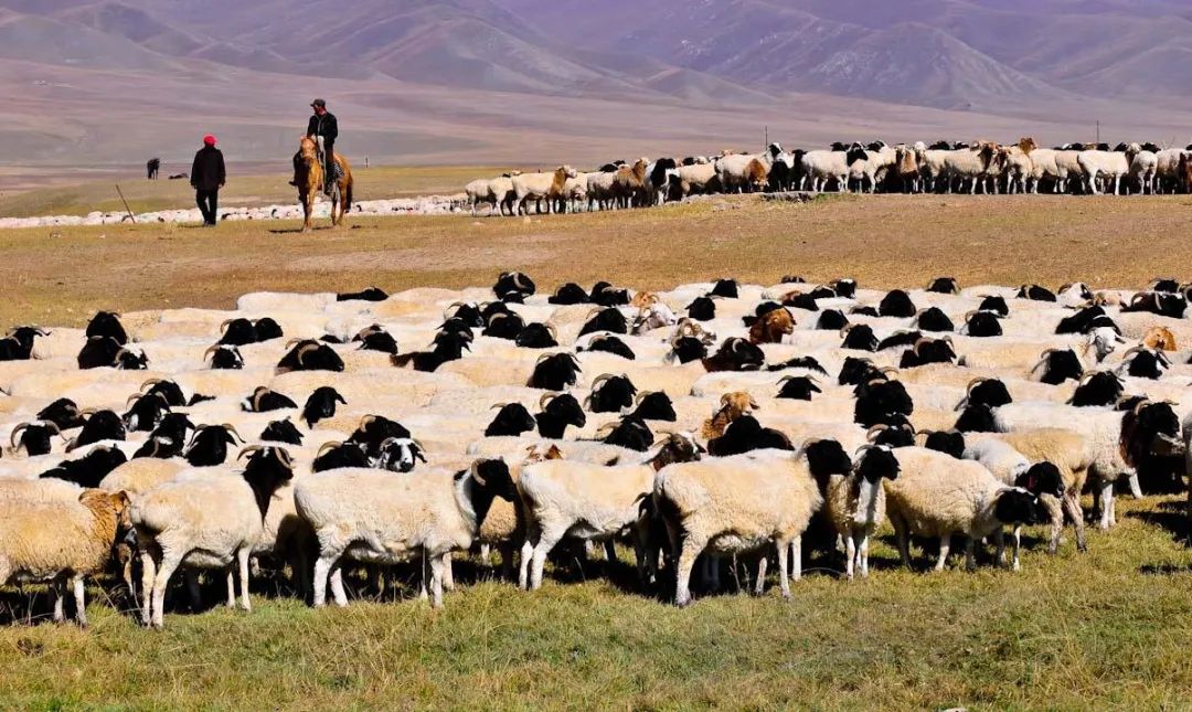 青海羊肉和宁夏滩羊哪个好,青海新疆内蒙哪里羊肉最好